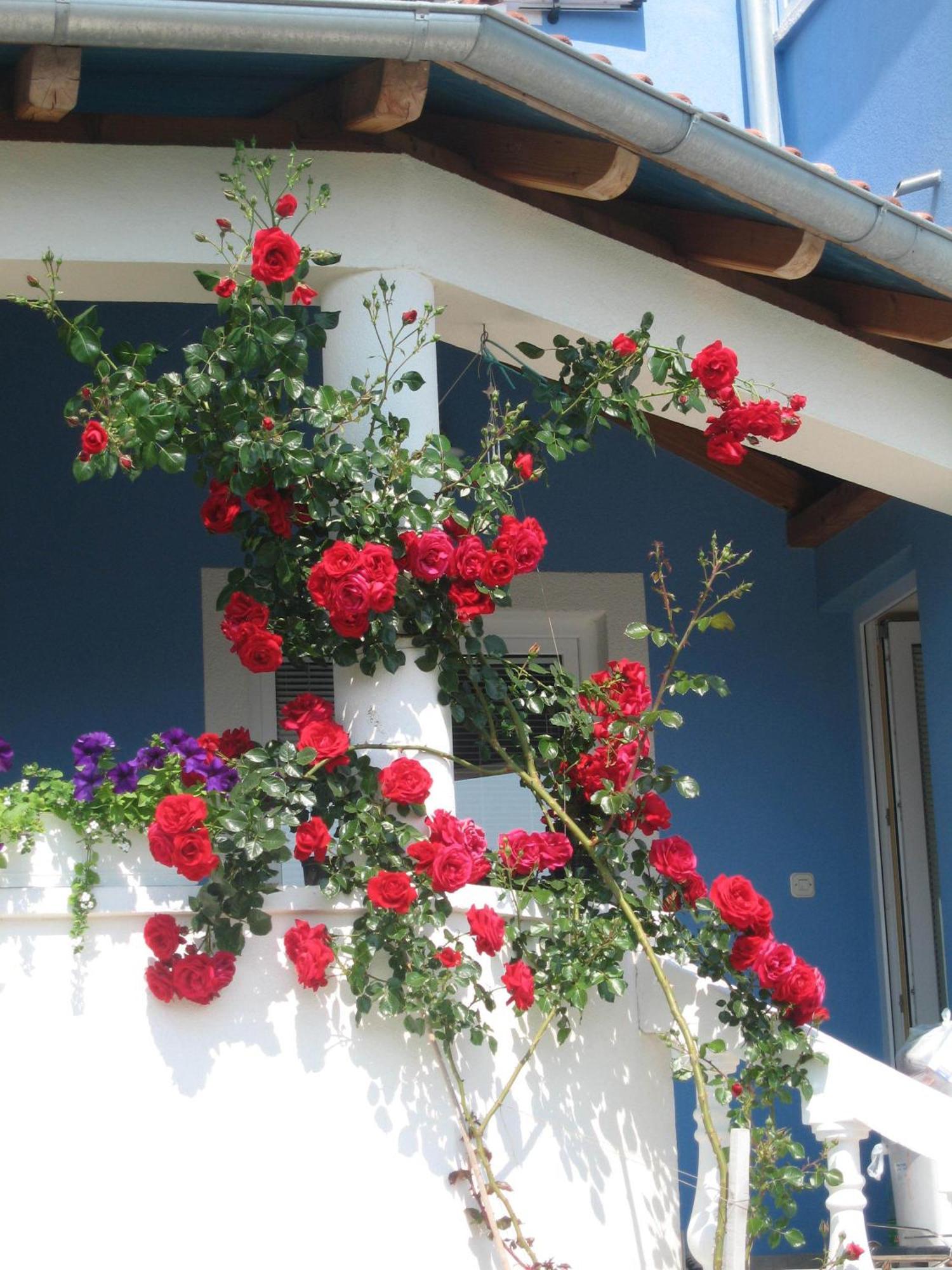 Luton Zadar Heating Pool & Jacuzzi Apartment